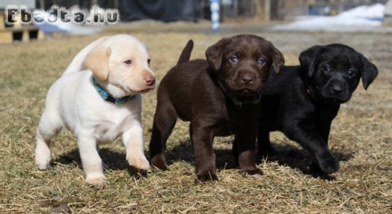 Eladó labrador kölykök