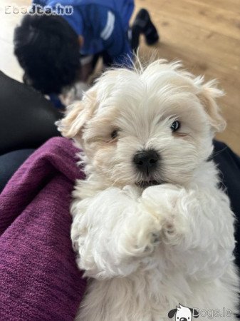 Gyönyörű máltai kölykök