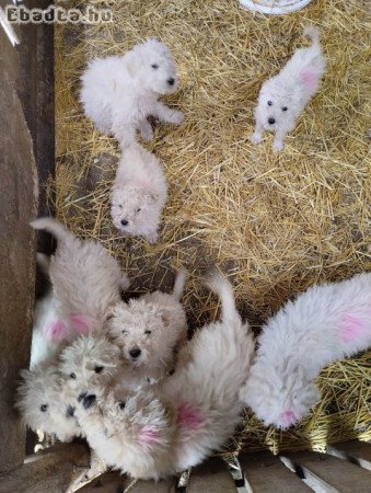 Komondor kutya