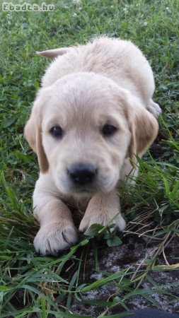 Golden  retriever 8 hetes kiskutyák