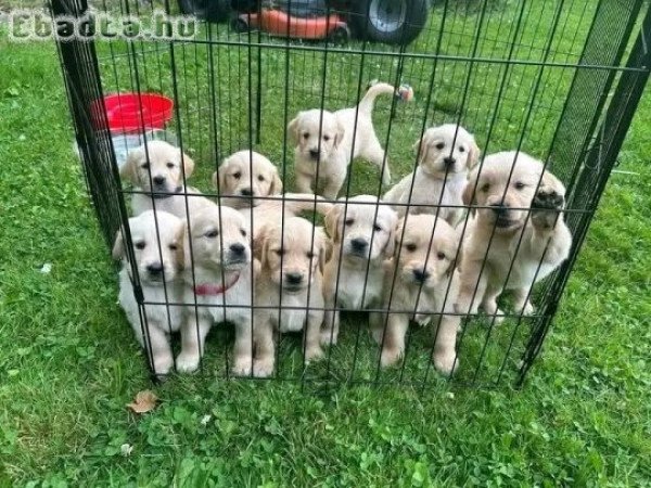 Golden  retriever 8 hetes kiskutyák
