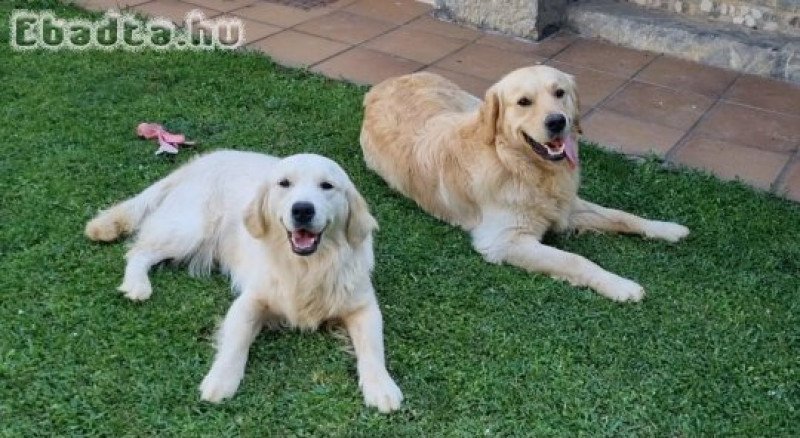 Golden  retriever 8 hetes kiskutyák