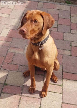 Vizsla