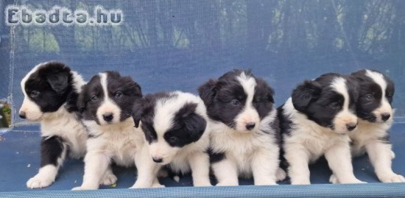 Border collie kiskutyák