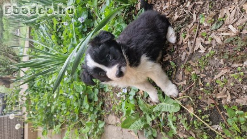 Border collie kiskutyák
