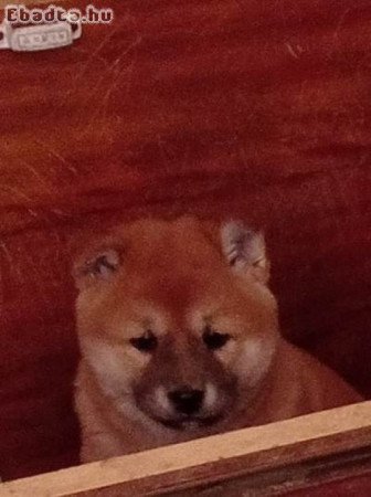 Shiba inu kislány kutyusok