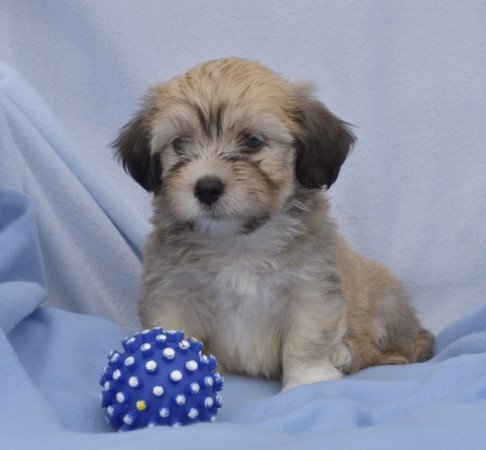 Bichon havanese