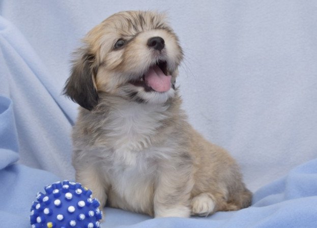 Bichon havanese