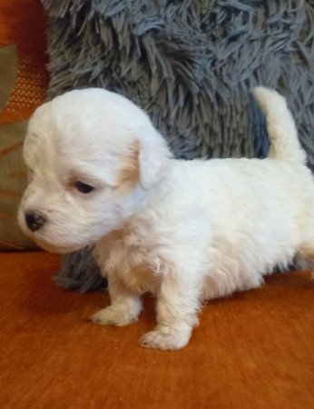 Bichon havanese