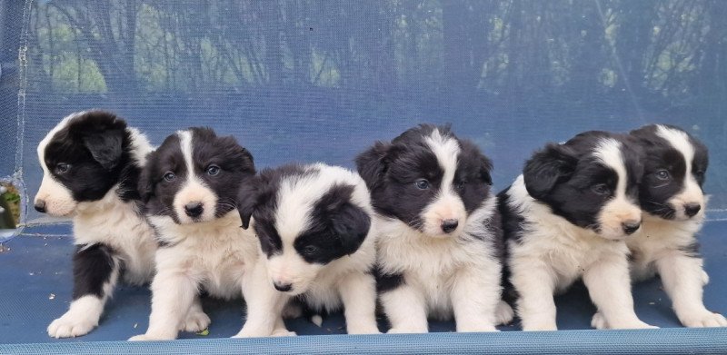 Border collie