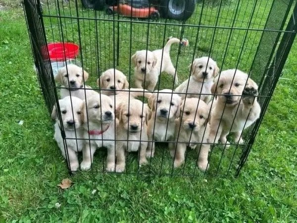 Golden retriever