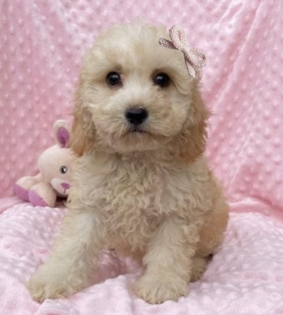 Maltipoo