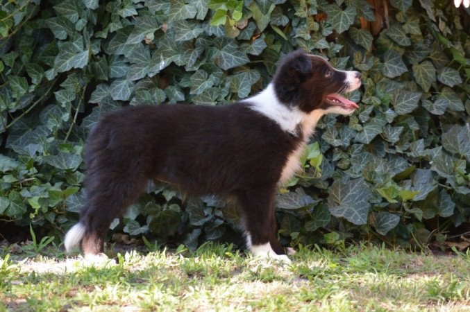 Border Collie