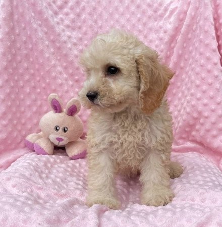 Maltipoo