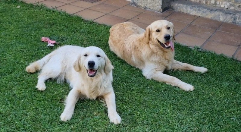 Golden retriever