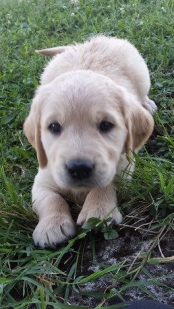 Golden retriever