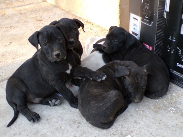 bandog