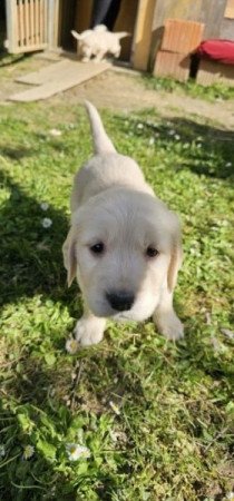 Golden retriever