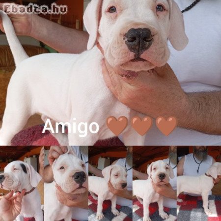 Argentin dog kiskutyàk szerb-magyar pàrosítàsból