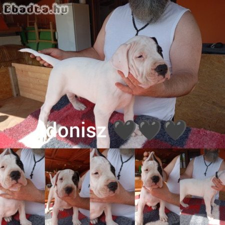 Argentin dog kiskutyàk szerb-magyar pàrosítàsból