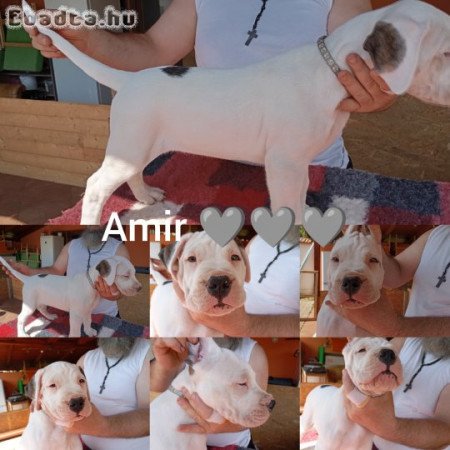 Argentin dog kiskutyàk szerb-magyar pàrosítàsból