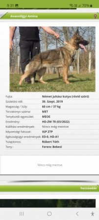 Német juhász