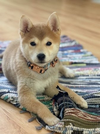 Shiba Inu