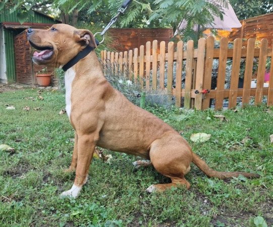 bandog