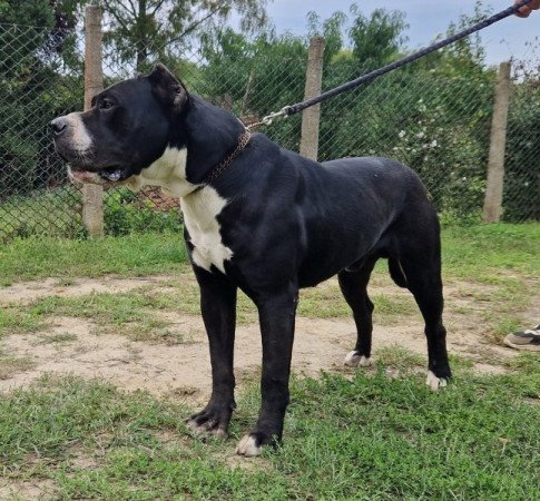 bandog