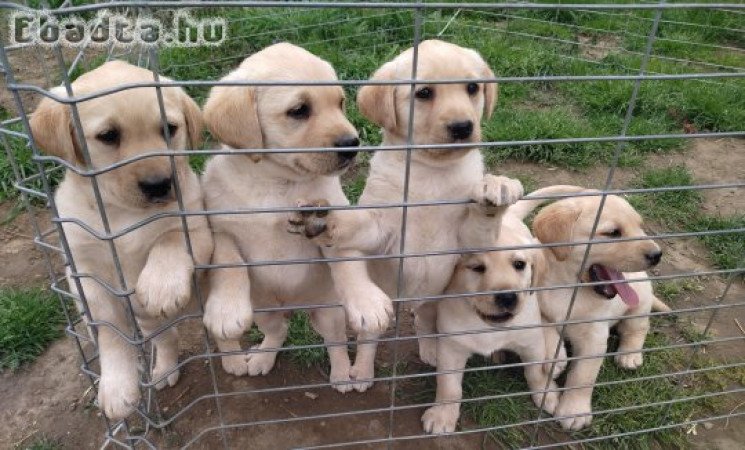 Labrador retriever fajtatiszta jellegű kölykök