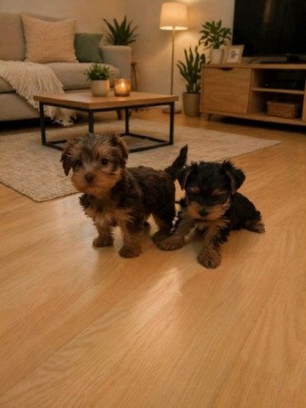 yorki yorkshire