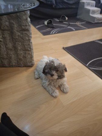 bichon havanese
