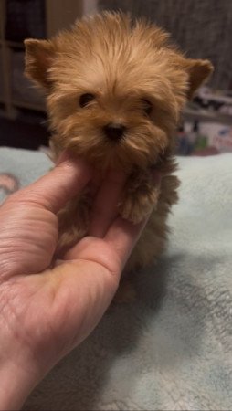 Golddust Yorkshire terrier