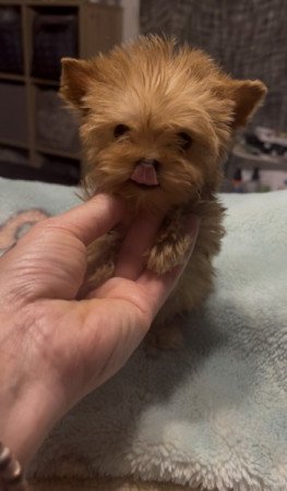 Golddust Yorkshire terrier