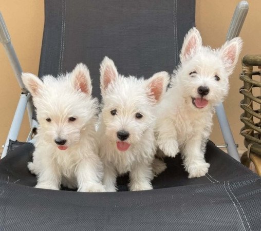 Westie