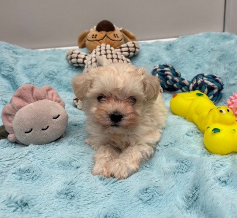 Maltipoo kisfiú