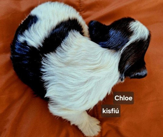 Bichon havanese