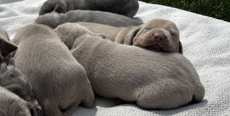 Weimári vizsla fajtatiszta jellegű kiskutyák