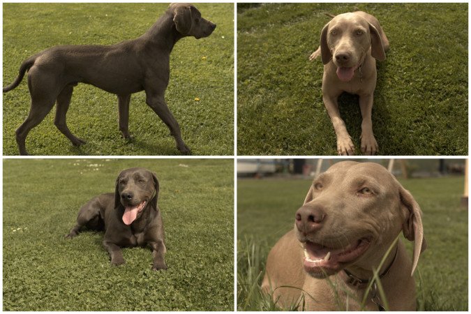 Weimári vizsla fajtatiszta jellegű kiskutyák