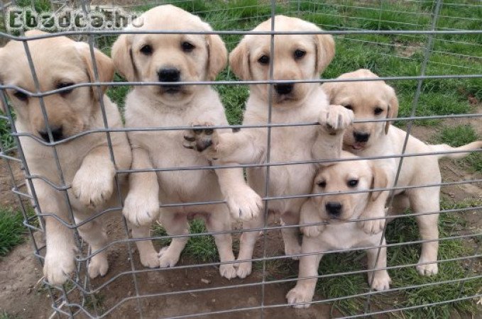 Labrador retriever fajtatiszta jellegű kölykök