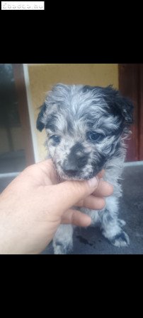 Mudi jellegü! Ingyen elvihetők!