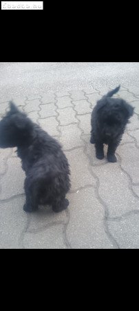 Mudi jellegü! Ingyen elvihetők!