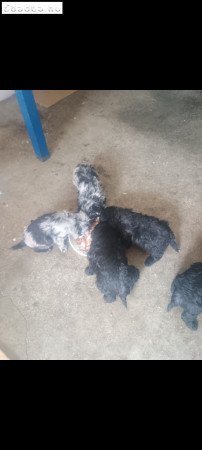 Mudi jellegü! Ingyen elvihetők!