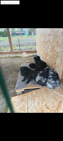 Mudi jellegü! Ingyen elvihetők!