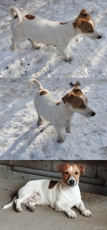 Jack Russell terrier szuka kiskutya!