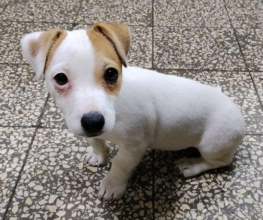 Jack Russell terrier szuka kiskutya!