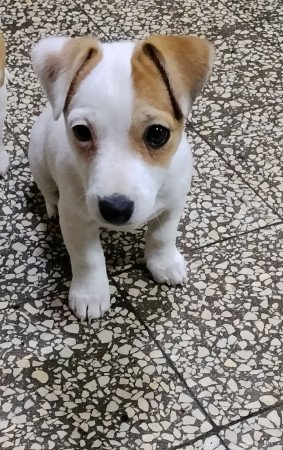 Jack Russell terrier szuka kiskutya!