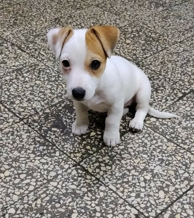 Jack Russell terrier szuka kiskutya!
