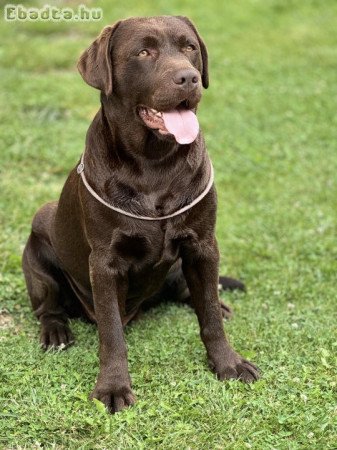 Labrador csoki kan fedezésre ajánljuk