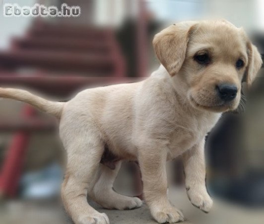 Labrador retriever fajtatiszta jellegű kölykök